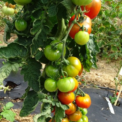 Tomate Monda Montfavet