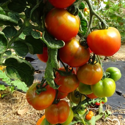 Tomate Monda Montfavet