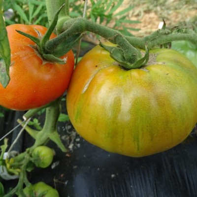 Tomate Merveille des Marchés