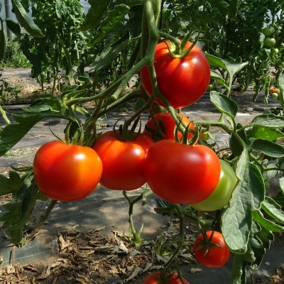 Tomate Merveille des Marchés