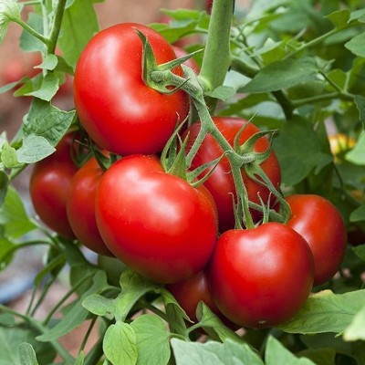Tomate Merveille des Marchés