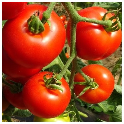 Tomate Matina