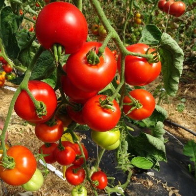 Tomate Matina