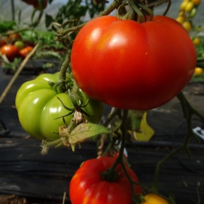 Tomate Marmande