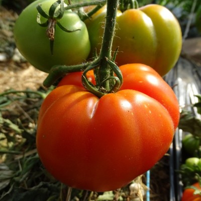 Tomate Marmande