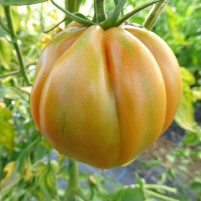 Tomate Liguria