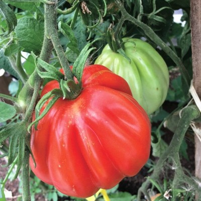 Tomate Liguria