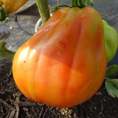 Tomate Liguria