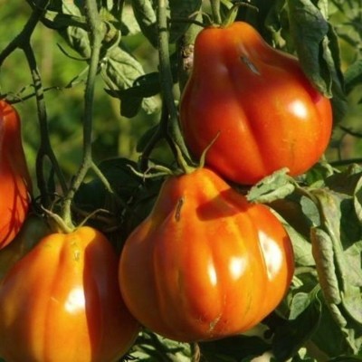 Tomate Liguria