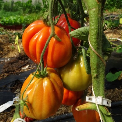 Tomate Liguria