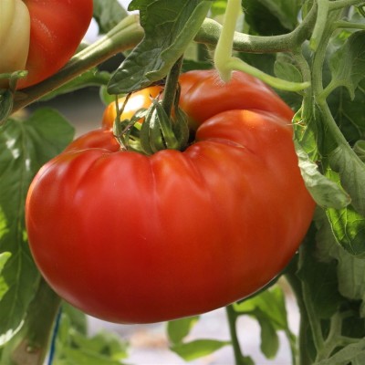 Tomate Grosse Russe