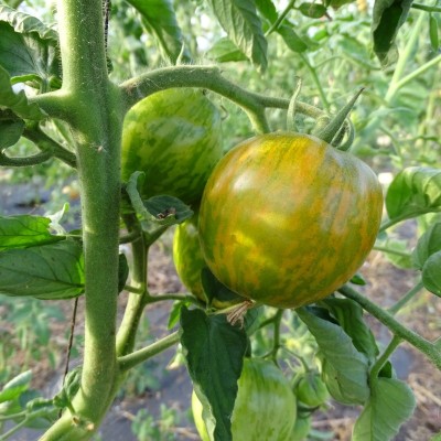 Tomate Green Zebra