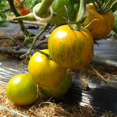 Tomate Green Zebra
