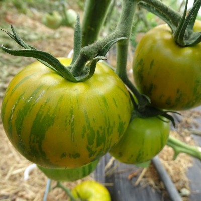 Tomate Green Zebra