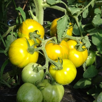 Tomate Green Zebra