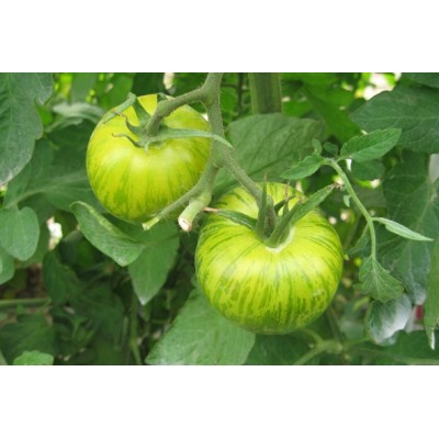 Tomate Green Zebra