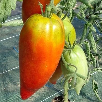 Tomate Cornue Andine