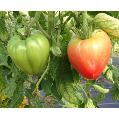 Tomate Coeur de Boeuf Rouge