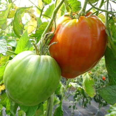 Tomate Coeur de Boeuf Rouge