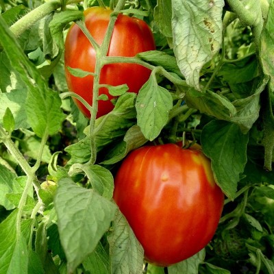 Tomate Coeur de Boeuf Rouge