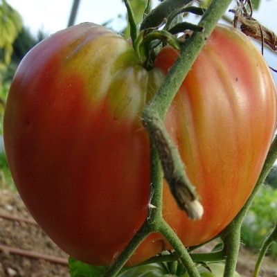 Tomate Coeur de Boeuf Rouge