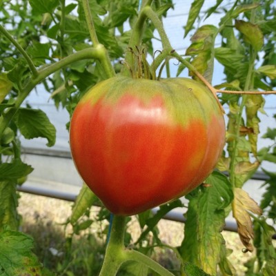Tomate Coeur de Boeuf Rose