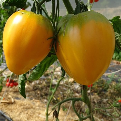 Tomate Coeur de Boeuf Orange
