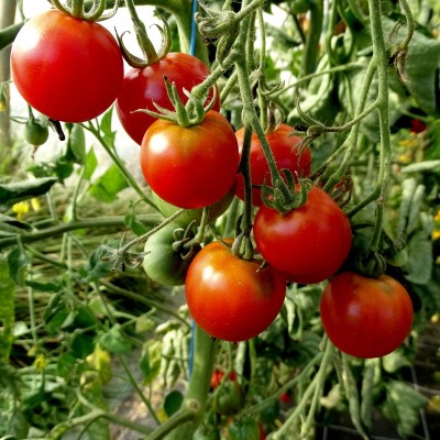 Tomate Cerise Rouge Zuckertaube