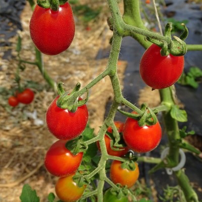 Tomate Cerise Rouge