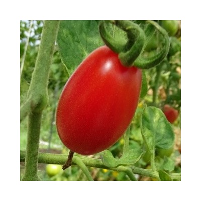 Tomate Cerise Prune Rouge