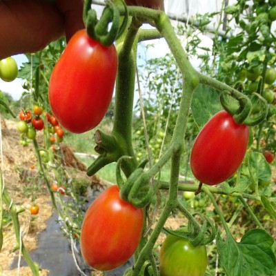 Tomate Cerise Prune Rouge