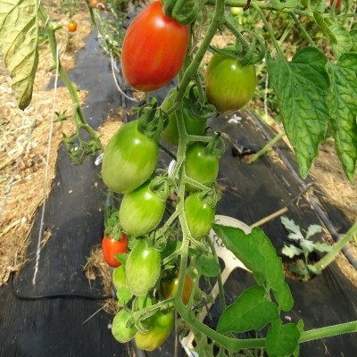 Tomate Cerise Prune Rouge