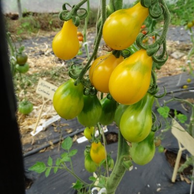 Tomate Cerise Poire Jaune