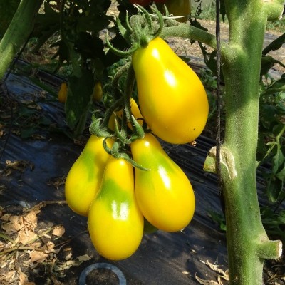 Tomate Cerise Poire Jaune