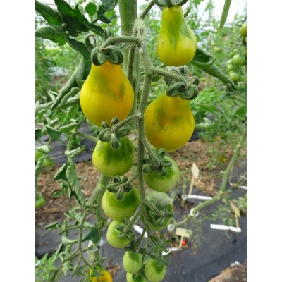 Tomate Cerise Poire Jaune