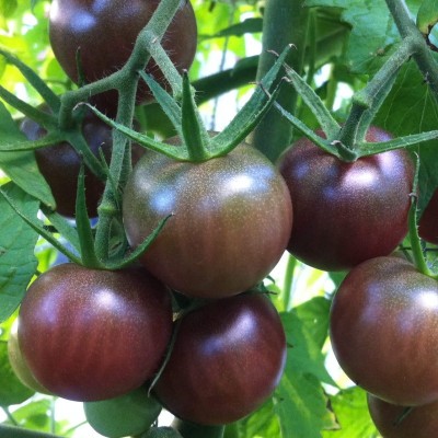 Tomate Cerise Noire