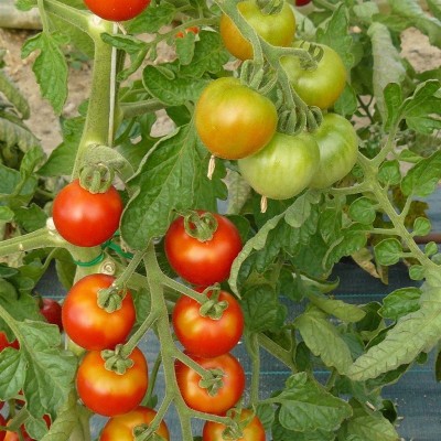 Tomate Cerise Miel de Mexique