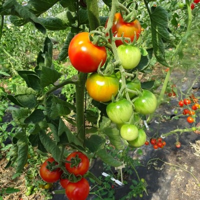 Tomate Cerise Miel de Mexique