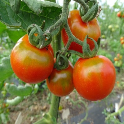 Tomate Cerise Miel de Mexique