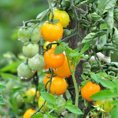Tomate Cerise Jaune Golden Nugget