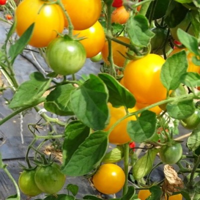Tomate Cerise Jaune Golden Nugget