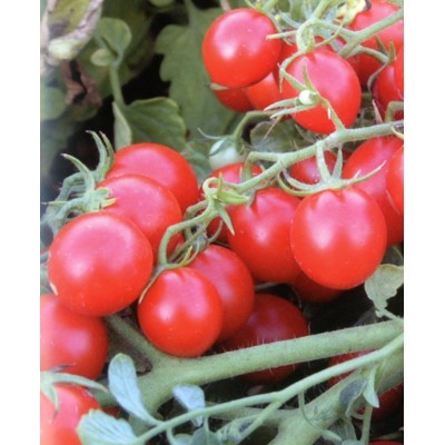 Tomate Cerise Délice des Jardiniers