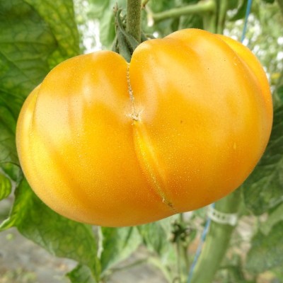 Tomate Brandywine Yellow