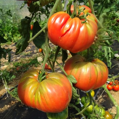 Tomate Brandywine Rouge