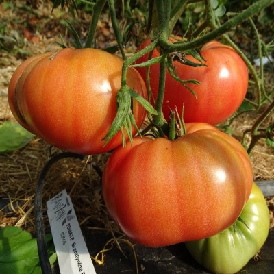 Tomate Brandywine Rose
