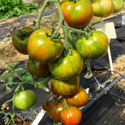 Tomate Black Zebra