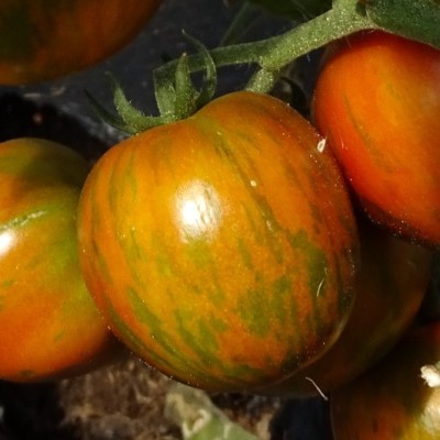 Tomate Black Zebra