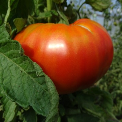 Tomate Beefsteak