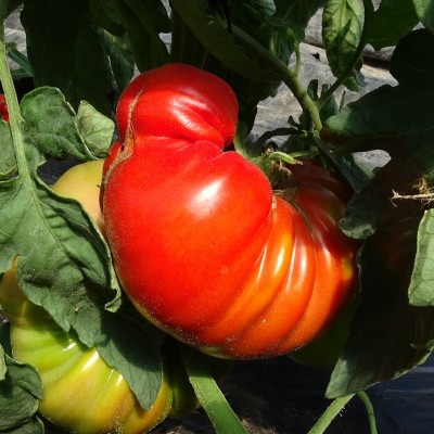 Tomate Beefsteak