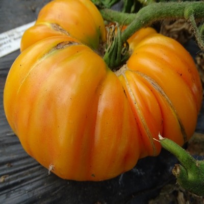 Tomate Ananas